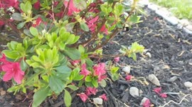 Bumble Bee Doing What Bumble Bees Do