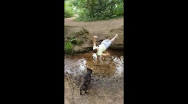 Rope swing snaps and confident man ends up in stream while family laugh