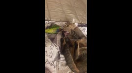 This lorikeet and cat are best friends