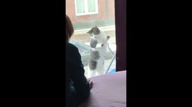 Cat thinks she is a window cleaner - doing a silly dance at the window