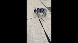 Puppy vs. Stick