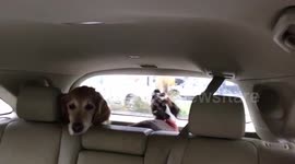 Look on dog’s face as pal barks mindlessly at wipers is priceless