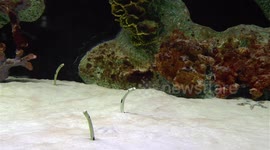 Sand Eels at Chiang Mai Aquarium
