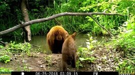 bear with cub 29Jun2018