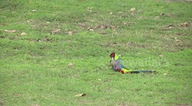 A spectacular Red-capped Parrot pair feeding on the ground