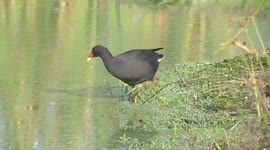 A Dusky Moorhen foraging on an algal bloom