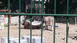 funny donkey rubbing his back