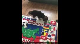 Dogs predicts winner of Brazil vs Mexico