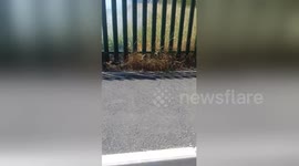 Grassland fire on Merseyside