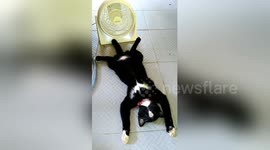 Cool kitty! Chilled-out cat stretches out in front of fan during heatwave