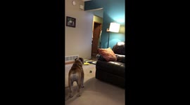 Dog is so confused at what the fluff, he drops his ball