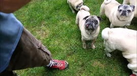 Pugs, Chickens, Ducks & German Shepherd eat watermelon together!