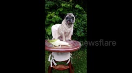 #CornontheCobDay featuring 7 pugs, 1 German Shepherd, 2 Chickens & a duck! Pug Party Plus One