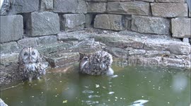 Rare footage of tawny owls taking a bath during heatwave