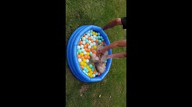 Dog has