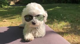 This dog’s future is so bright, he’s gotta wear shades