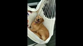 Dog named Macaroni Junior happily swinging on a hammock