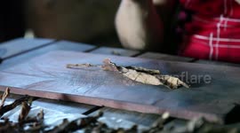 Cuban Cigar Roller