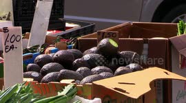 Fresh avocados for sale