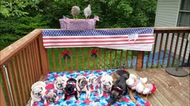 Memorial Day 2018 Thanks to those who gave all! 7 pugs 1 german shepherd 2 ducks and 2 chickens
