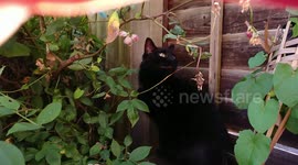 Cat and Bird Communication / Talking