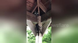 Newsflare Edit - Mama raccoon to the rescue