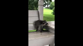 Raccoon Rescue