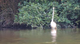 Great Egret Catching A Fish