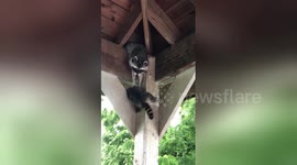 Adorable baby raccoon gets a helping hand from mom