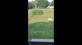 Cheeky Labrador tricks woman into giving her a treat