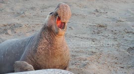 Big Guys Take Over The Beach (Elephant Seals)
