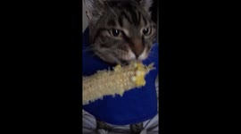Cat loves eating corn on the cob
