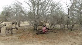 Male lion keeps loitering hyenas at bay with powerful roar