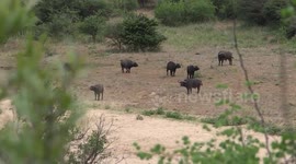 The real story; Lions & Buffalo