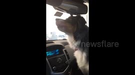 Dog mistakes pup printed on vehicle door for a new canine friend