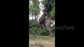Elephant climbs tree to pick fruit in Indian village
