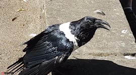 Moment tourists meet crow that asks passersby: 'You all right, love?'