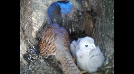 Cheeky kestrel chick biting mother's tail feathers