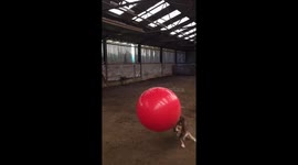 dog been watching too much of the world cup 2018!