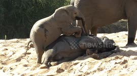 Baby elephant adamantly attempts to wake up sleepy brother