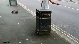 Footage of a man stopping traffic to let ducks cross the road