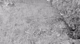 Funny clip of hedgehog rolling another hedgehog off a wall