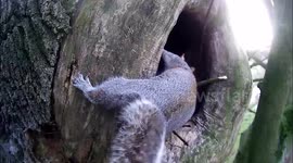 Watch a squirrel boot an owl out of its home