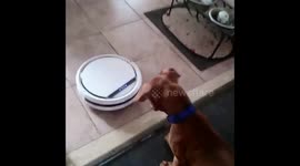 OUR PUPPY DEXTER MEETING ROBO