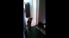 SADIE AND JACKSON PUPPY LOVE