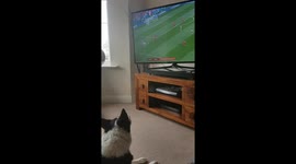 Dog Enjoys Football Match