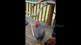 Training your rooster to jump!