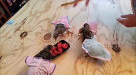 Adorable Chickens in Clothes eating tomatoes while German Shepherd watches!