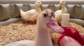 Adorable Ducklings Eating A Strawberry