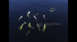 Breathtaking footage of Beluga pod spotted in Russia